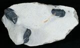 Triple Gerastos Trilobite Plate #6917-4